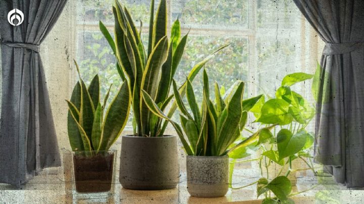 Plantas para interiores: Esta planta te ayudará a limpiar el aire de tu casa