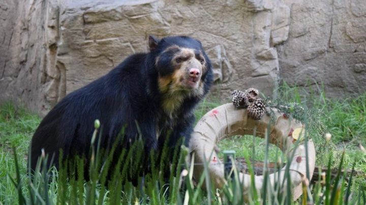 Murió "Carlos", uno de los osos de anteojos más longevos del Zoológico de Chapultepec