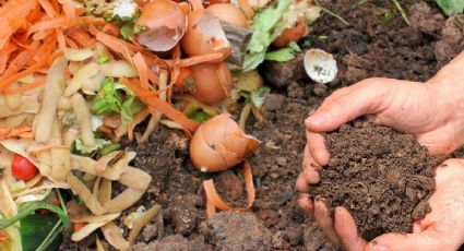 Cuidado de plantas: Cómo hacer en tu casa la mejor composta