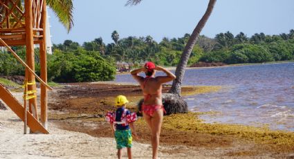 Semana Santa 2022: ¡Aguas con el sargazo! ¿Qué pasa si entras al mar con la macroalga?