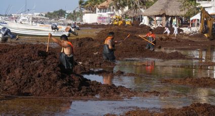 ¿Quieres ir de vacaciones "pagadas"? Quintana Roo ofrece 9 mil pesos por recoger sargazo