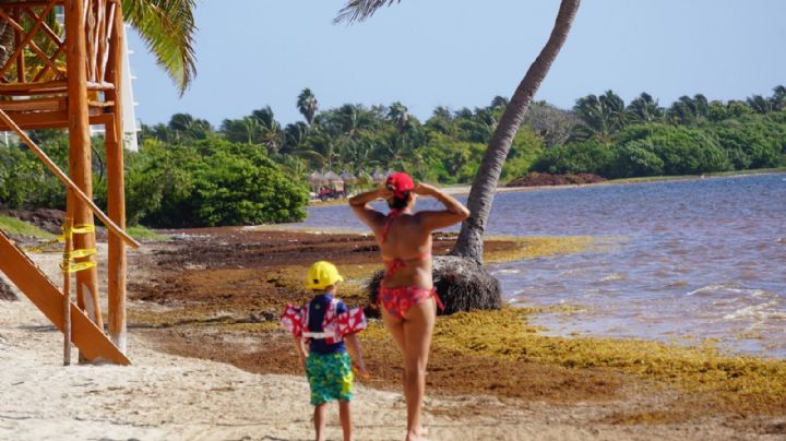 Semana Santa 2022: ¡Aguas con el sargazo! ¿Qué pasa si entras al mar con la macroalga?