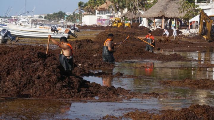 ¿Quieres ir de vacaciones "pagadas"? Quintana Roo ofrece 9 mil pesos por recoger sargazo