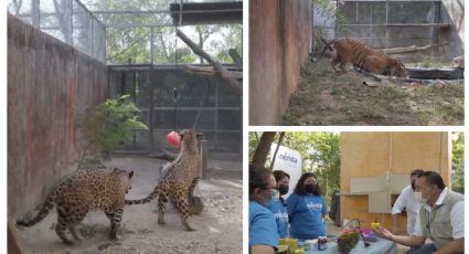 Consienten a los animalitos de Mérida: les dan paletas heladas para el calor