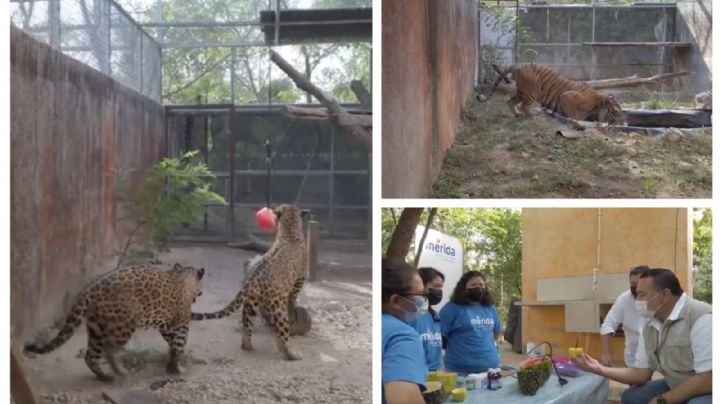 Consienten a los animalitos de Mérida: les dan paletas heladas para el calor