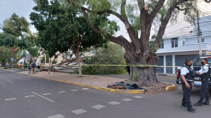 6 árboles caídos por precipitación pluvial en la capital