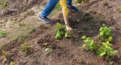 Promueven los huertos urbanos en Ciudad Madero