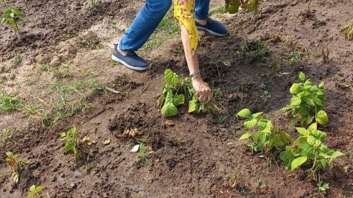 Promueven los huertos urbanos en Ciudad Madero