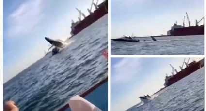 Moby Dick es sinaloense: ballena aplasta bote con dos pasajeros (VIDEO)