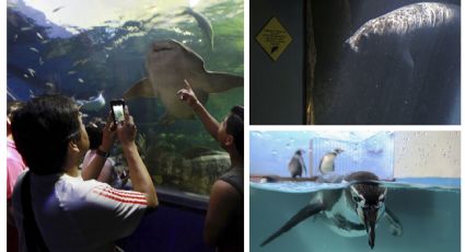 Acuario de Veracruz: acusan tráfico de animales y fiestas ilegales