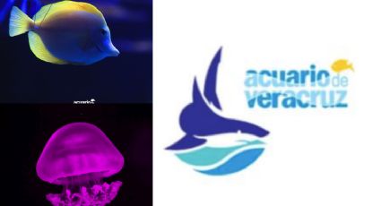 Acuario de Veracruz rechaza traficar y vender animales ilegalmente