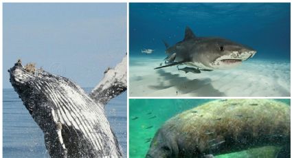 Y hablando de ballenas: ¿Cuántas especies de animales acuáticos hay en México?