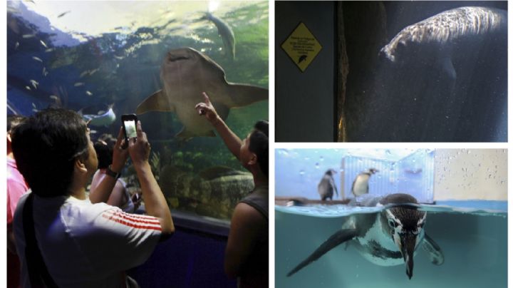 Acuario de Veracruz: acusan tráfico de animales y fiestas ilegales