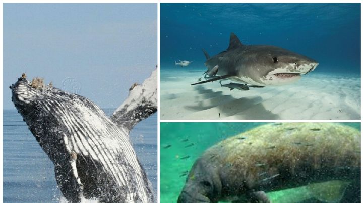 Y hablando de ballenas: ¿Cuántas especies de animales acuáticos hay en México?