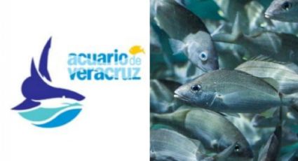 Desaparece Acuario de Veracruz: pasa a manos del Estado con el nombre de “El Aquarium"