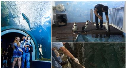 (FOTOS) Acuario de Veracruz: así son las instalaciones de ‘Aquarium’, ahora del Estado