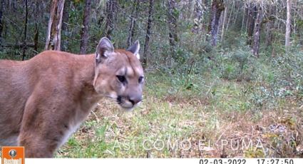 Documentan la presencia de pumas, osos, coyotes y más en la Sierra Gorda