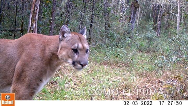 Documentan la presencia de pumas, osos, coyotes y más en la Sierra Gorda