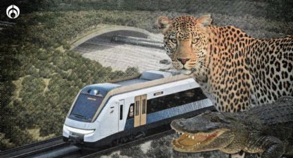 Tren Maya contempla hasta 30 pasos de fauna en el Tramo 5 Sur