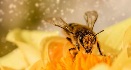 Día Mundial de las Abejas: ¿Por qué se celebra el 20 de mayo y cuál es su importancia?