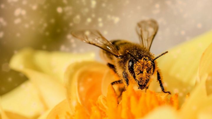 Día Mundial de las Abejas: ¿Por qué se celebra el 20 de mayo y cuál es su importancia?