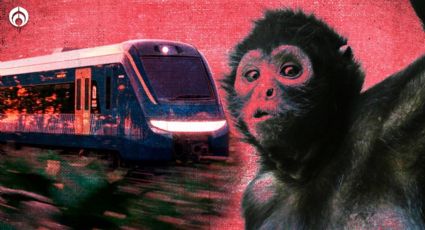 Tren Maya: ¿Es una amenaza para el mono araña?