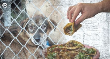 ¿Suaperro?: ¿Cómo identificar si te dieron taco de perro?