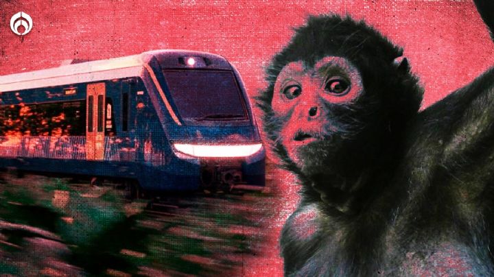 Tren Maya: ¿Es una amenaza para el mono araña?