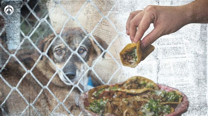 ¿Suaperro?: ¿Cómo identificar si te dieron taco de perro?