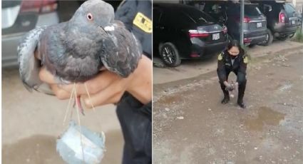 Ver para creer: 'Narcopaloma' detenida por meter mariguana a una cárcel