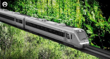 Tren Maya: ¿cuál es la diferencia entre la selva y los acahuales?