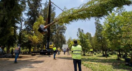 Glorieta del Ahuehuete: Llega a CDMX el nuevo 'huésped' de Reforma (FOTO)