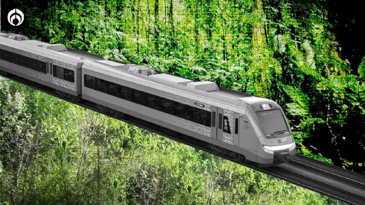 Tren Maya: ¿cuál es la diferencia entre la selva y los acahuales?