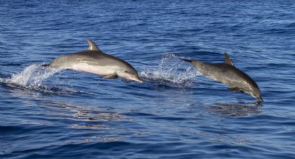 (VIDEO) Delfines quedan varados en La Paz, Baja California