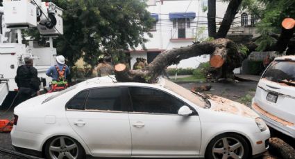 Vientos en CDMX: ¿Si cae un árbol en mi coche, quién paga los daños?