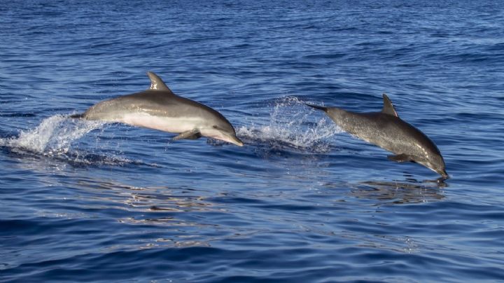 (VIDEO) Delfines quedan varados en La Paz, Baja California