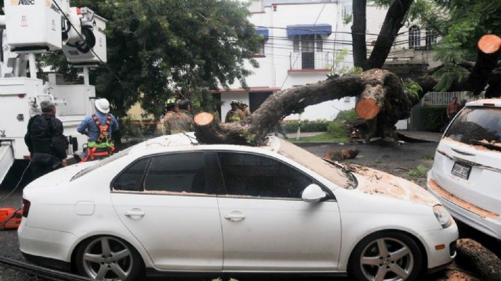 Vientos en CDMX: ¿Si cae un árbol en mi coche, quién paga los daños?