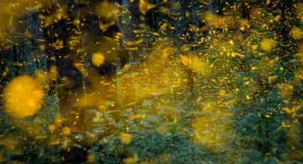 Caminar entre luciérnagas: Un show natural que puedes vivir en Tlaxcala en verano