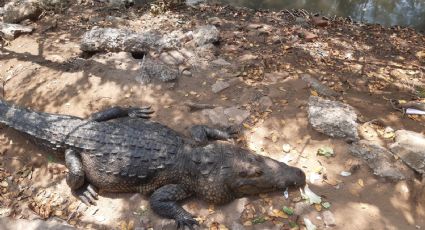 Se instalarán 722 metros lineales en el mirador de cocodrilos