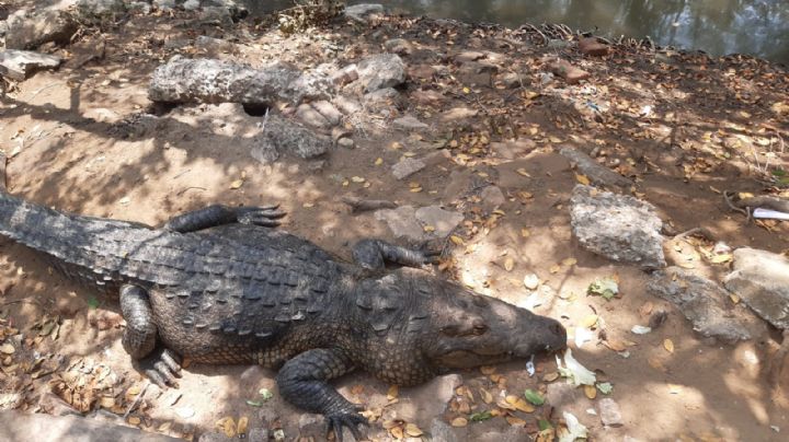 Se instalarán 722 metros lineales en el mirador de cocodrilos