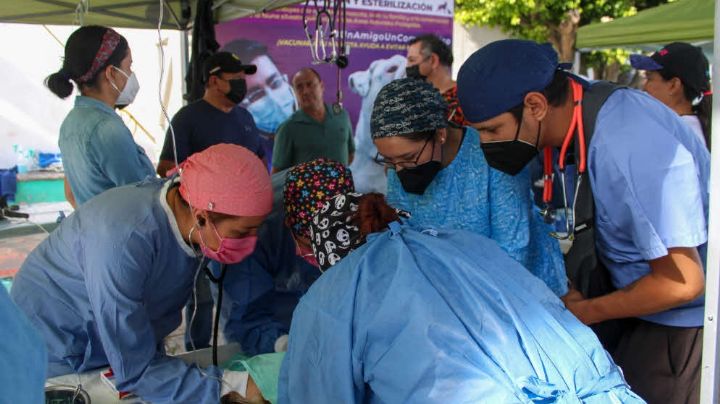 Perros y gatos, jornada de vacunación y esterilización