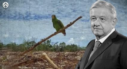 Tren Maya: ¿cuál es la historia del 'pajarito' que exhiben activistas y que AMLO criticó?