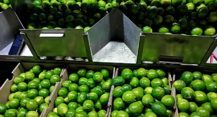 Se cae el precio del limón hasta en 8 pesos el kg