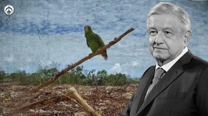 Tren Maya: ¿cuál es la historia del 'pajarito' que exhiben activistas y que AMLO criticó?