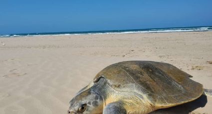 Reportan gran arribazon de tortugas en Miramar