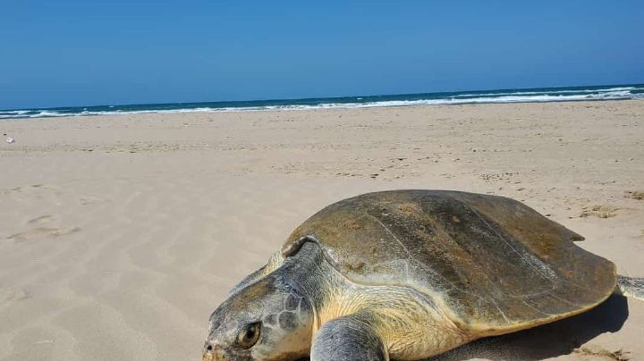 Reportan gran arribazon de tortugas en Miramar