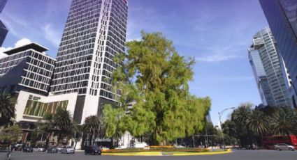 Glorieta del Ahuehuete: Sheinbaum anuncia que es el árbol ganador