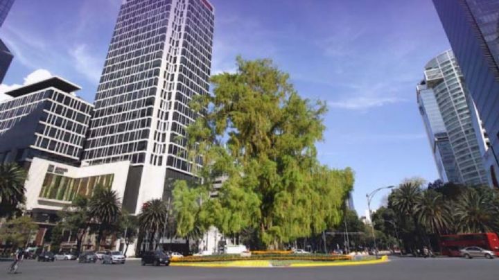 Glorieta del Ahuehuete: Sheinbaum anuncia que es el árbol ganador