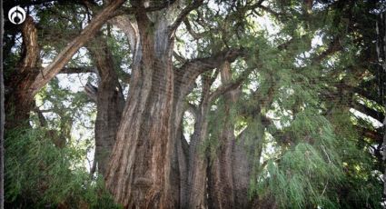 Glorieta del Ahuehuete: ¿Cuántos años puede vivir este árbol?