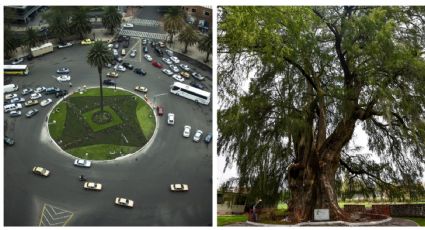 Glorieta del Ahuehuete: se plantará el árbol el 5 de junio, anuncia Sheinbaum